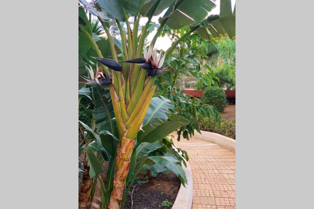 Appartamento Jardines Del Sur, Ocean View Buzanada Esterno foto